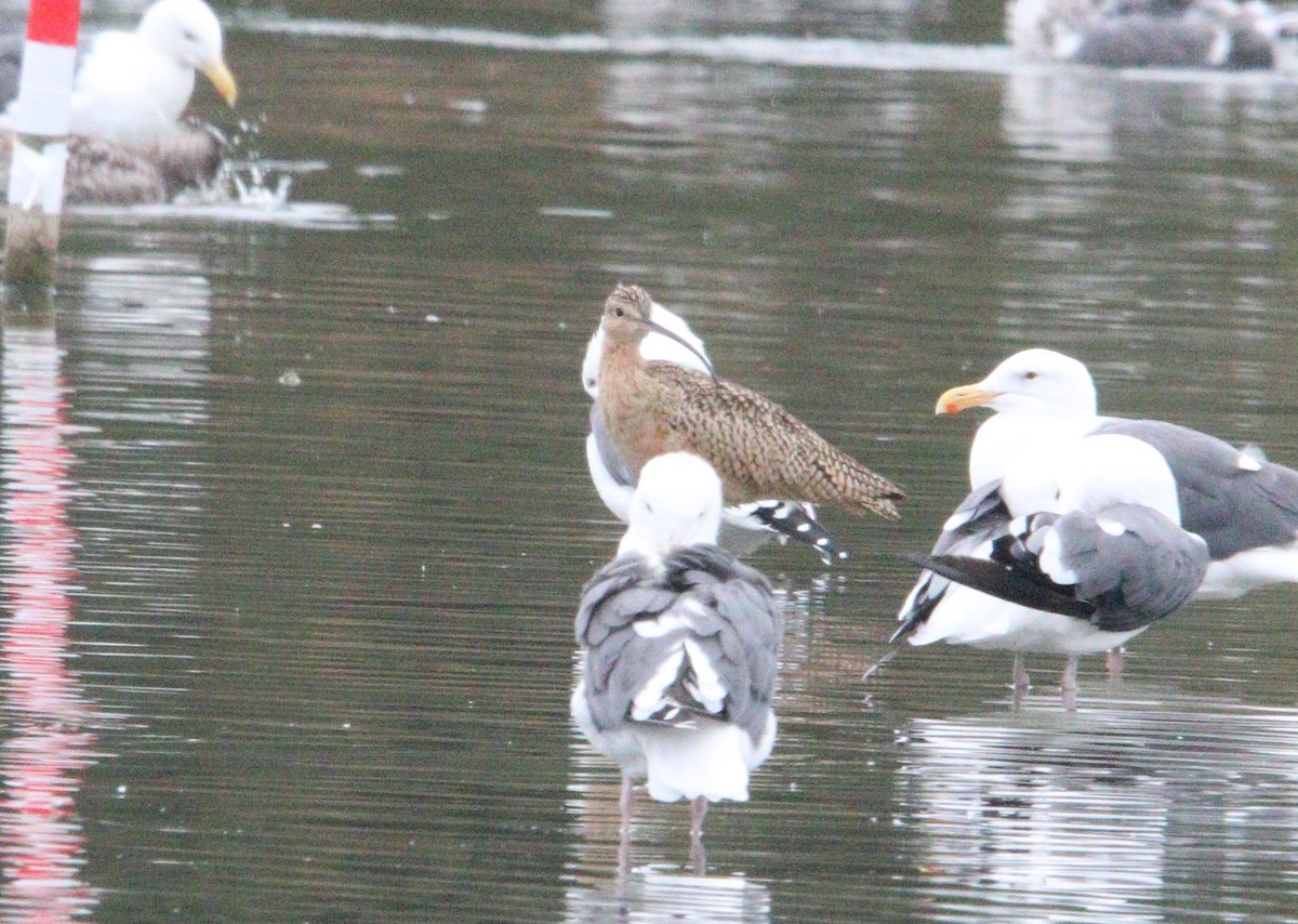 Long-billed Curlew - Manuel Duran