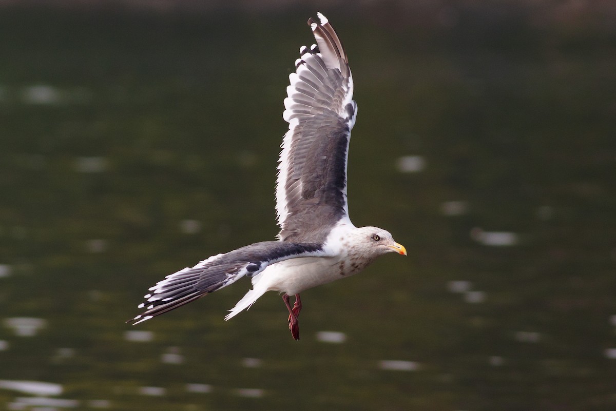 Slaty-backed Gull - Jonathan Chu