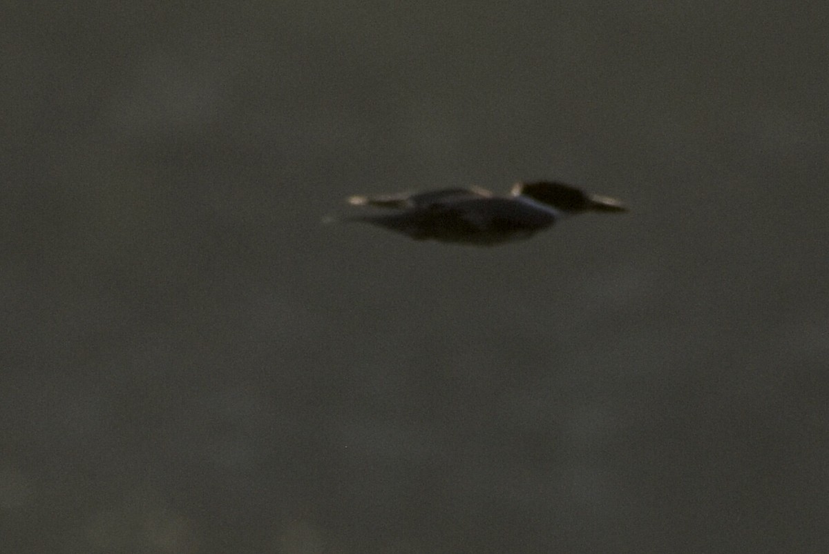Belted Kingfisher - ML265636941