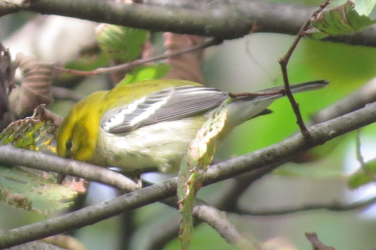 Grünmantel-Waldsänger - ML265638351