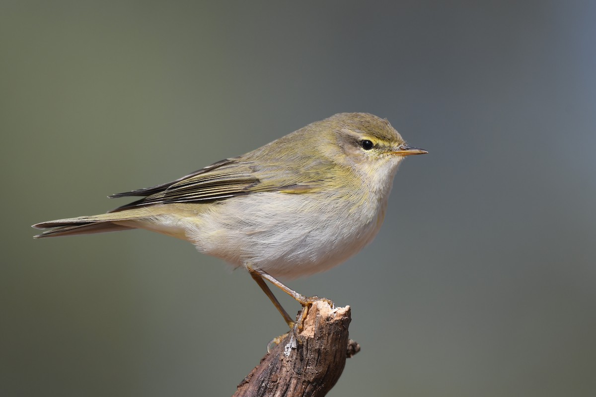 Willow Warbler - Santiago Caballero Carrera