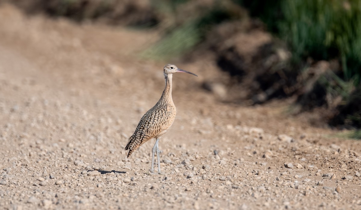 Long-billed Curlew - ML265640261