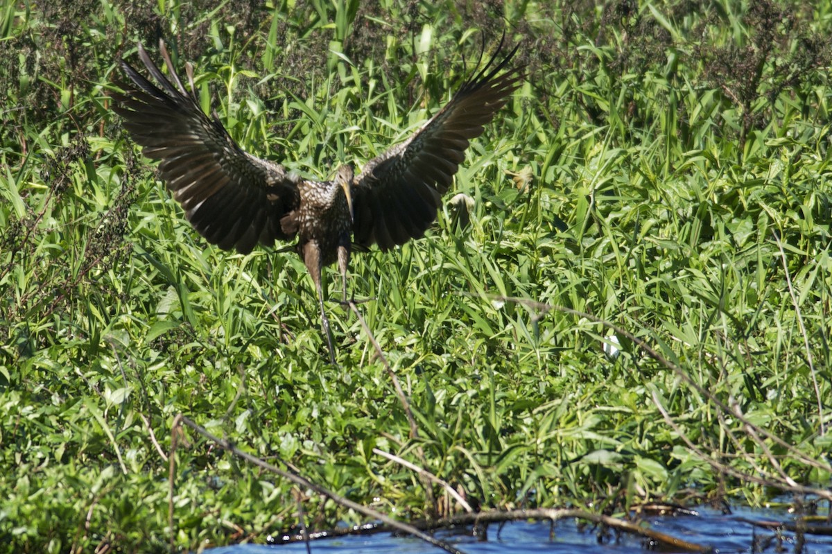 Limpkin - Jonathan Mays