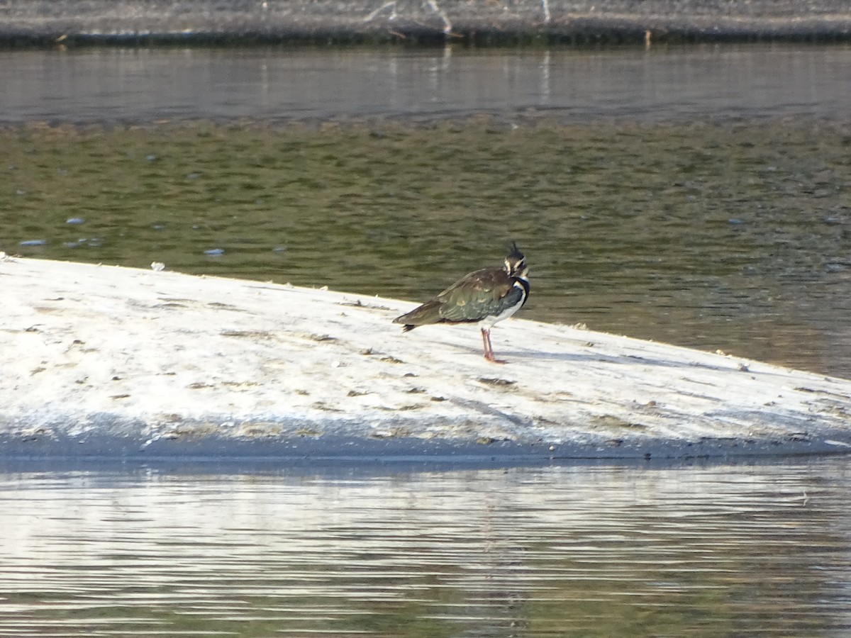 Northern Lapwing - ML265642381