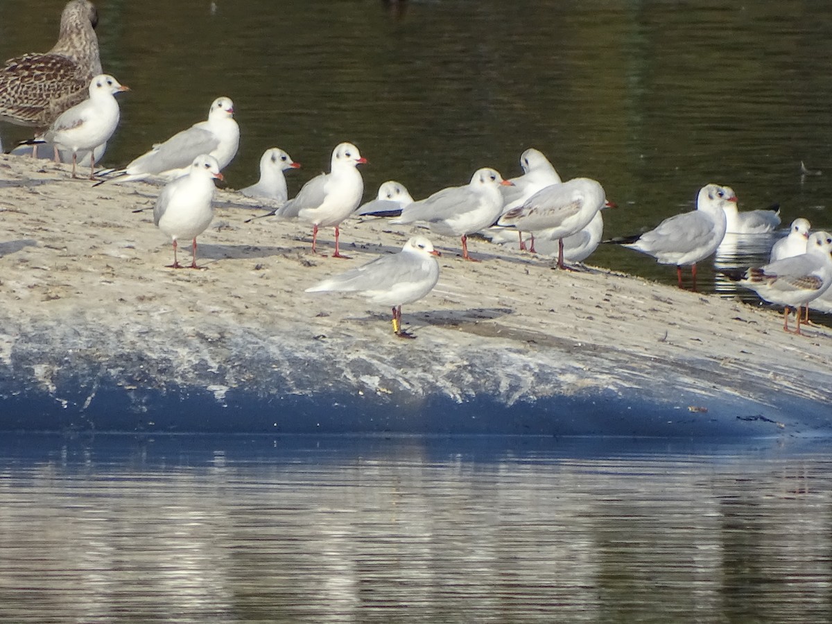 Gaviota Cabecinegra - ML265642411