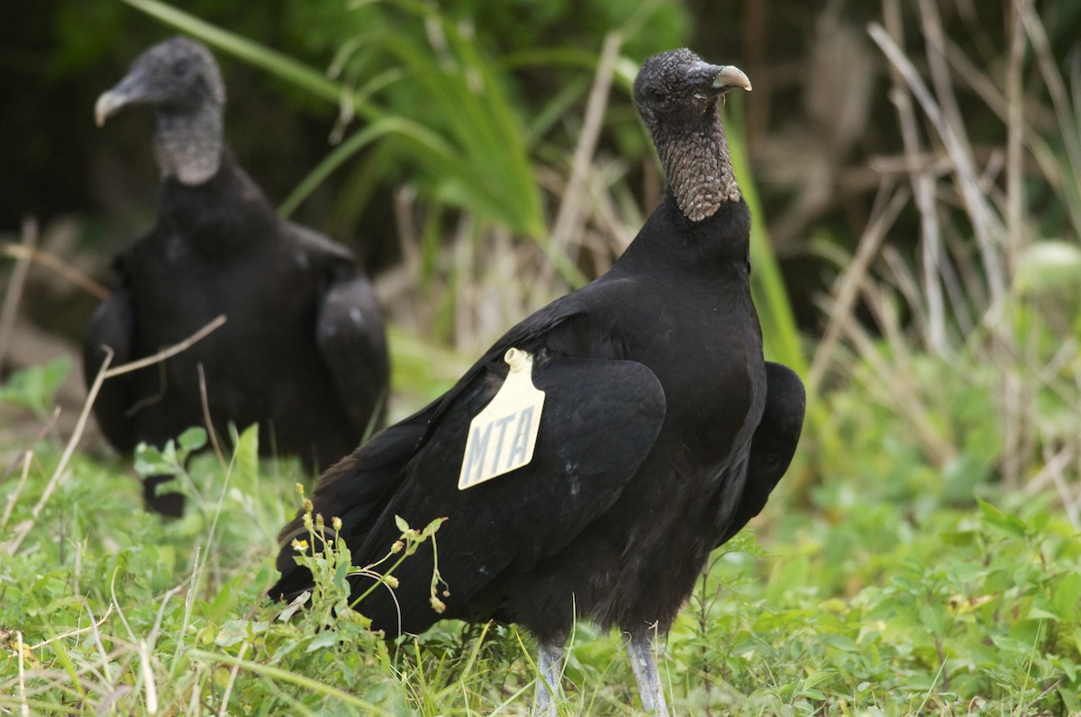 Black Vulture - ML265642791