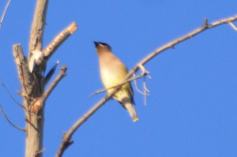 Cedar Waxwing - ML26564391