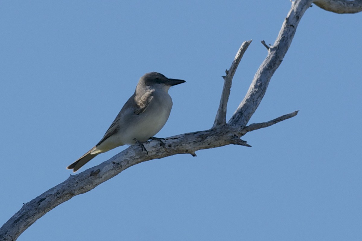 Gray Kingbird - ML265644141