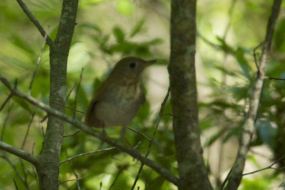 Veery - ML265644271