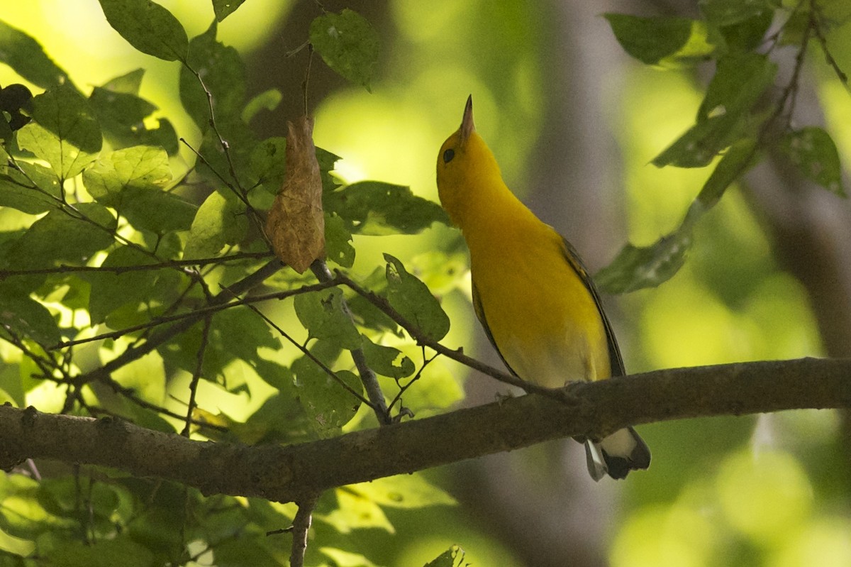 Prothonotary Warbler - ML265645061