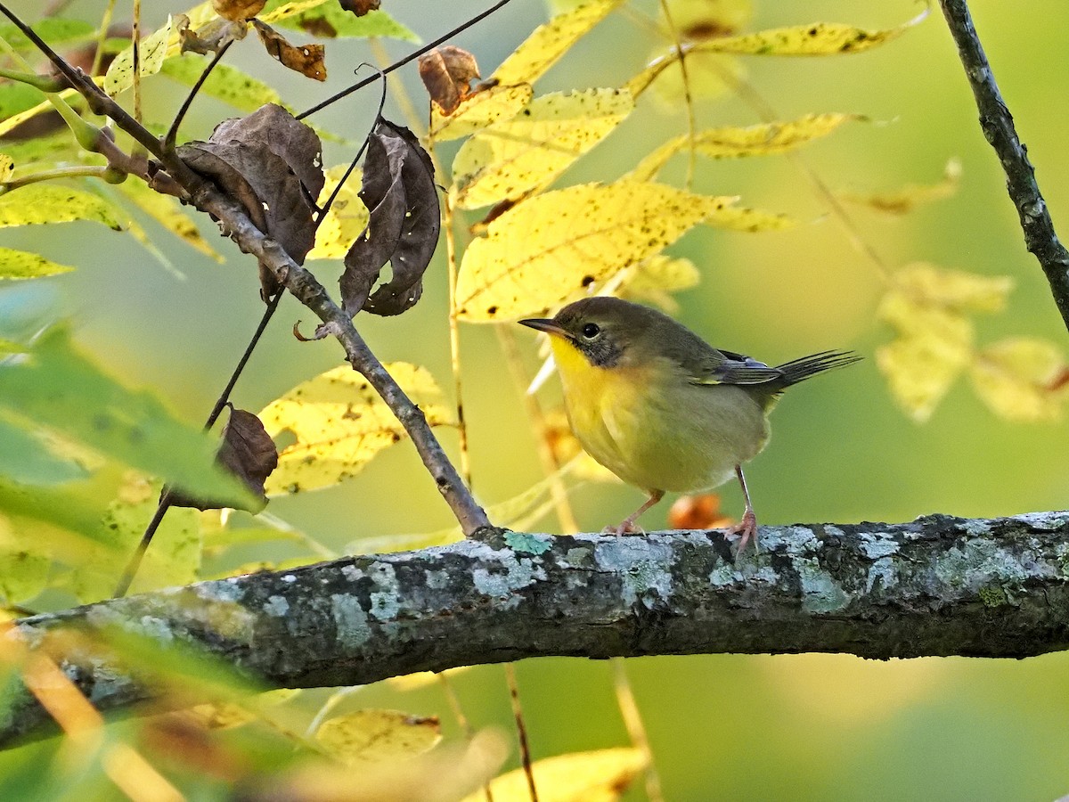 Common Yellowthroat - Gary Mueller