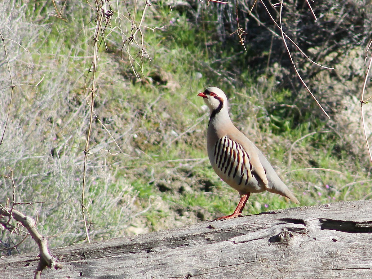 Chukar - ML26564701