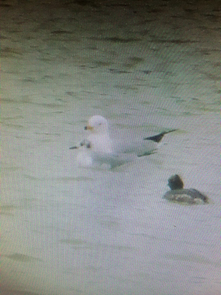 Bonaparte's Gull - ML26564711