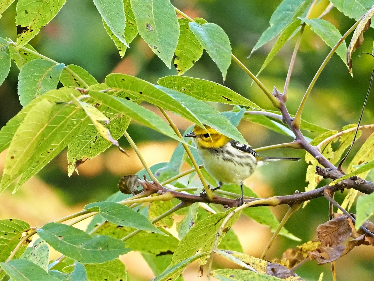 Grünmantel-Waldsänger - ML265647161