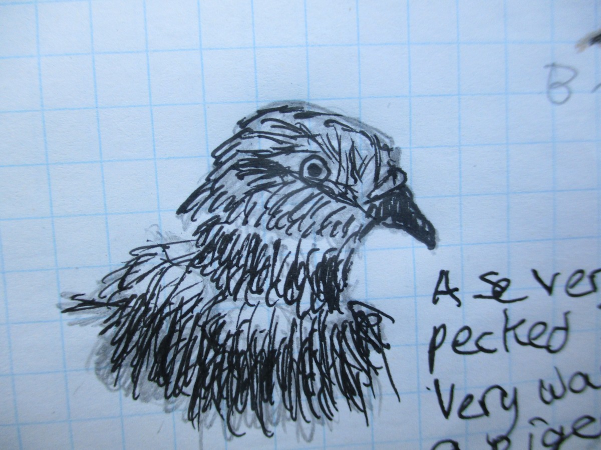 Rock Pigeon (Feral Pigeon) - Tatiana  Schatten
