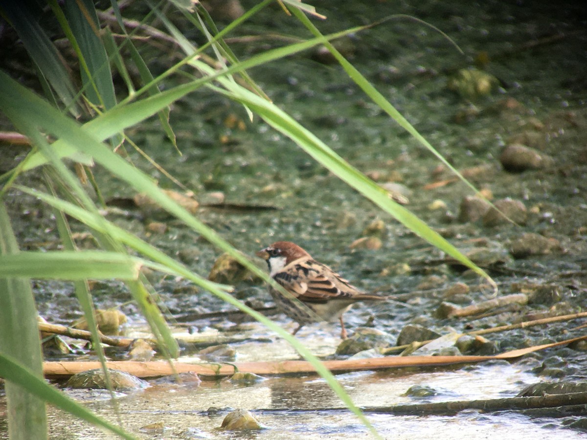 Spanish Sparrow - Anonymous