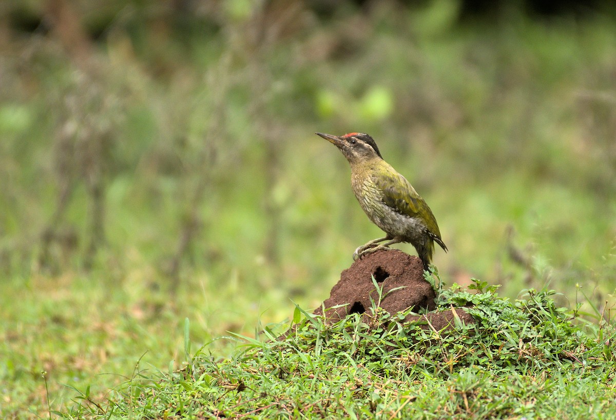 Streak-throated Woodpecker - Ashwani Sharma