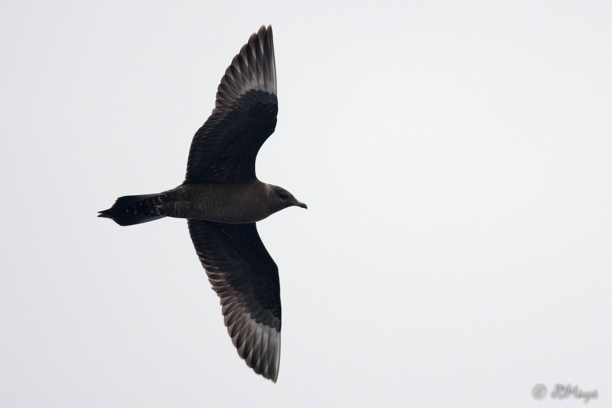 Long-tailed Jaeger - Jonathan Mays