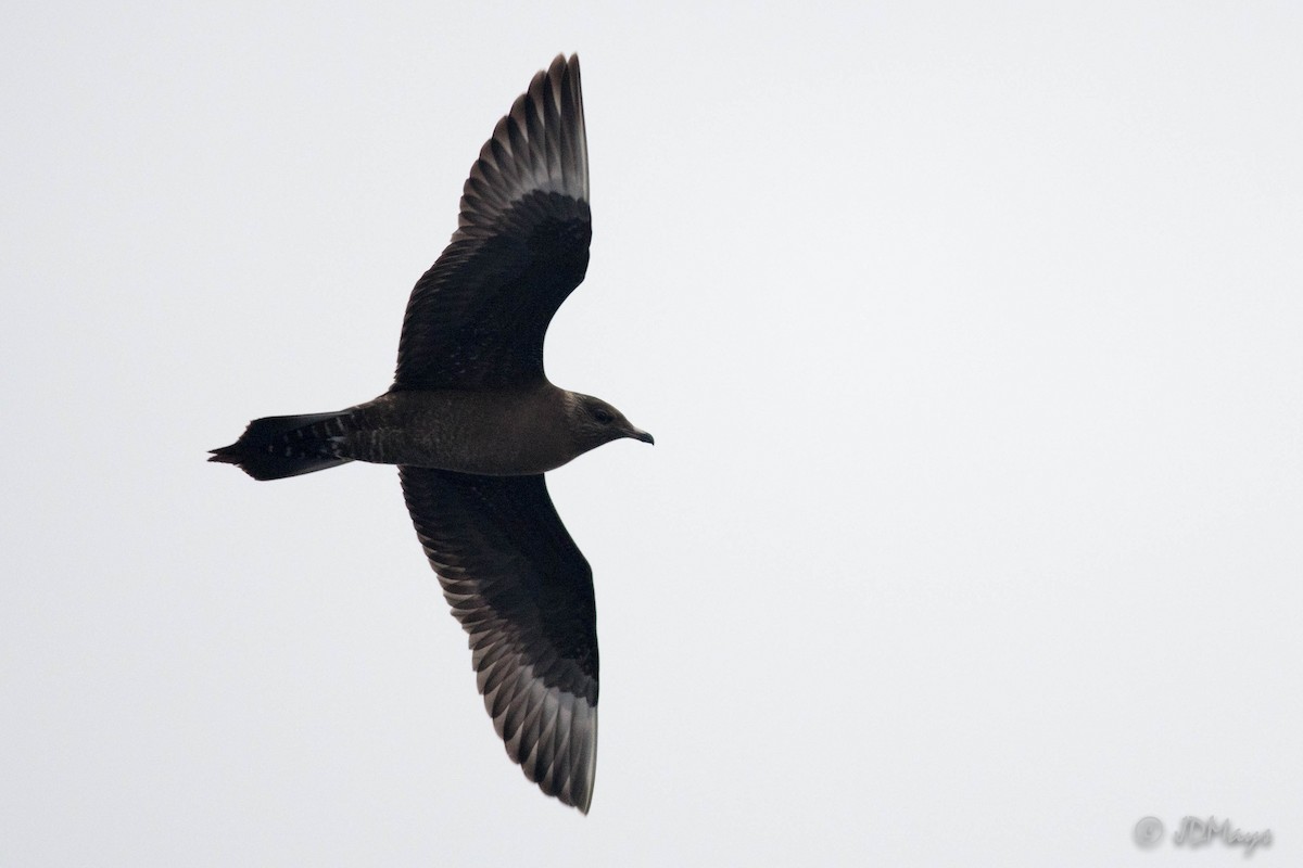 Long-tailed Jaeger - ML265655491
