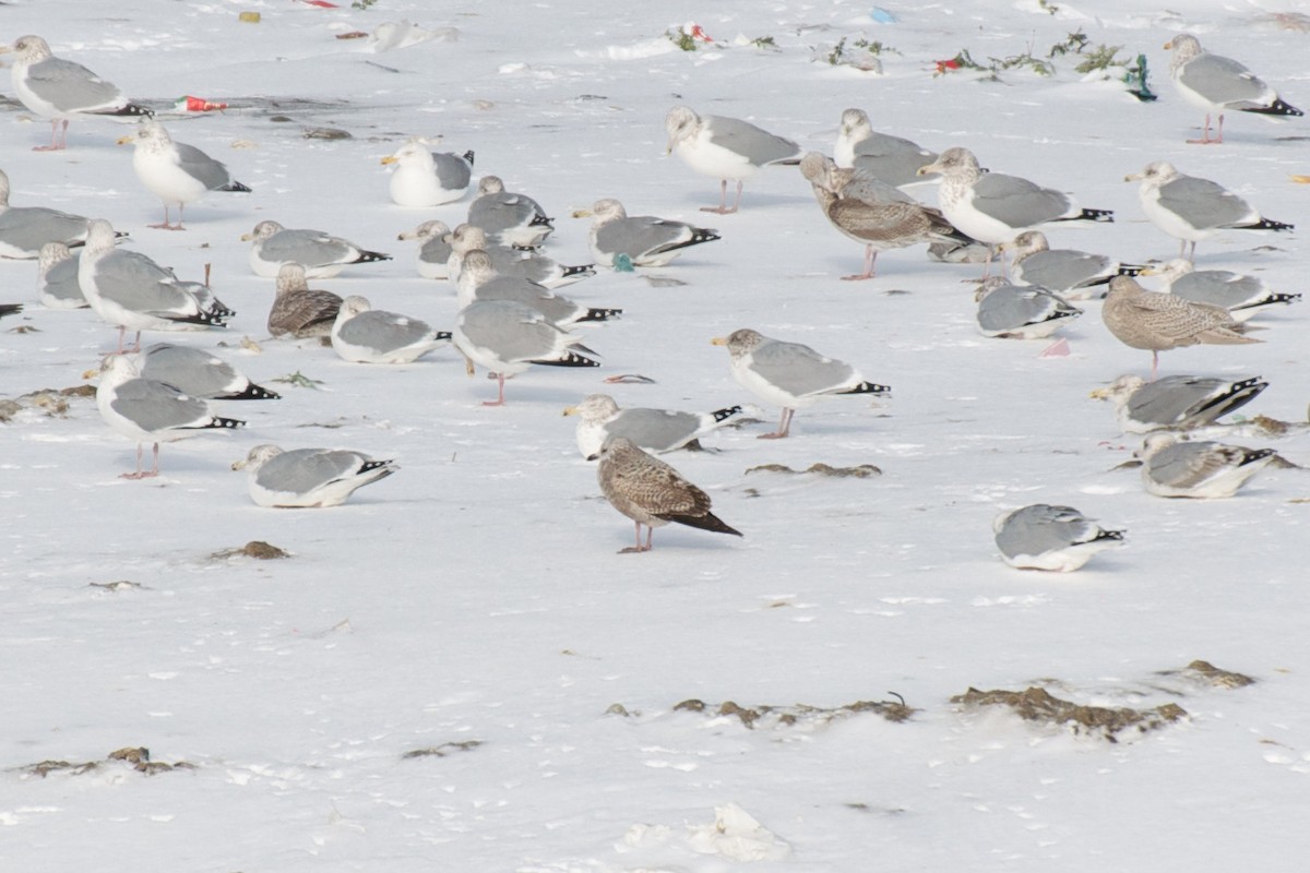 goéland sp. (Larus sp.) - ML265657121