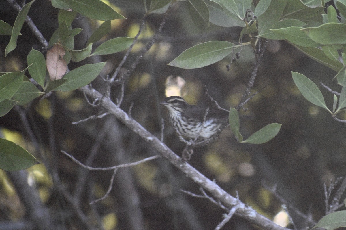 Northern Waterthrush - ML265657531