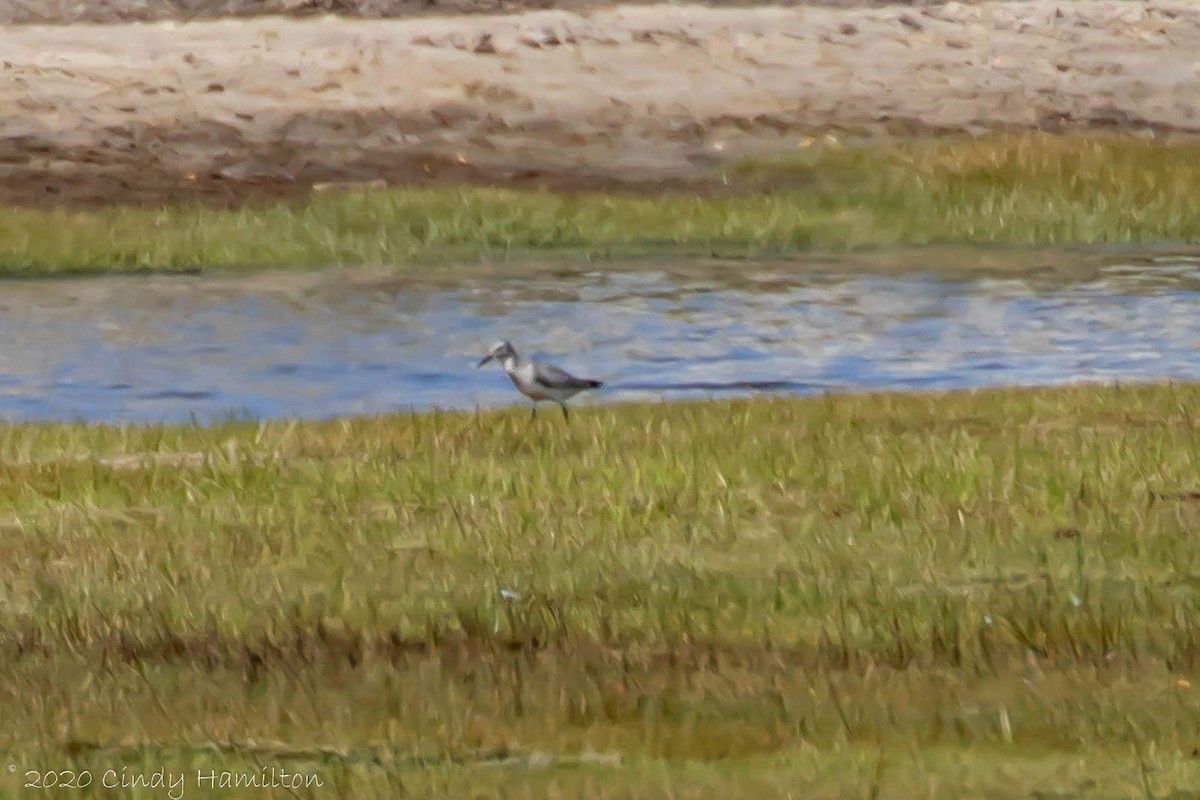 tanımsız Charadriiformes sp. - ML265658681