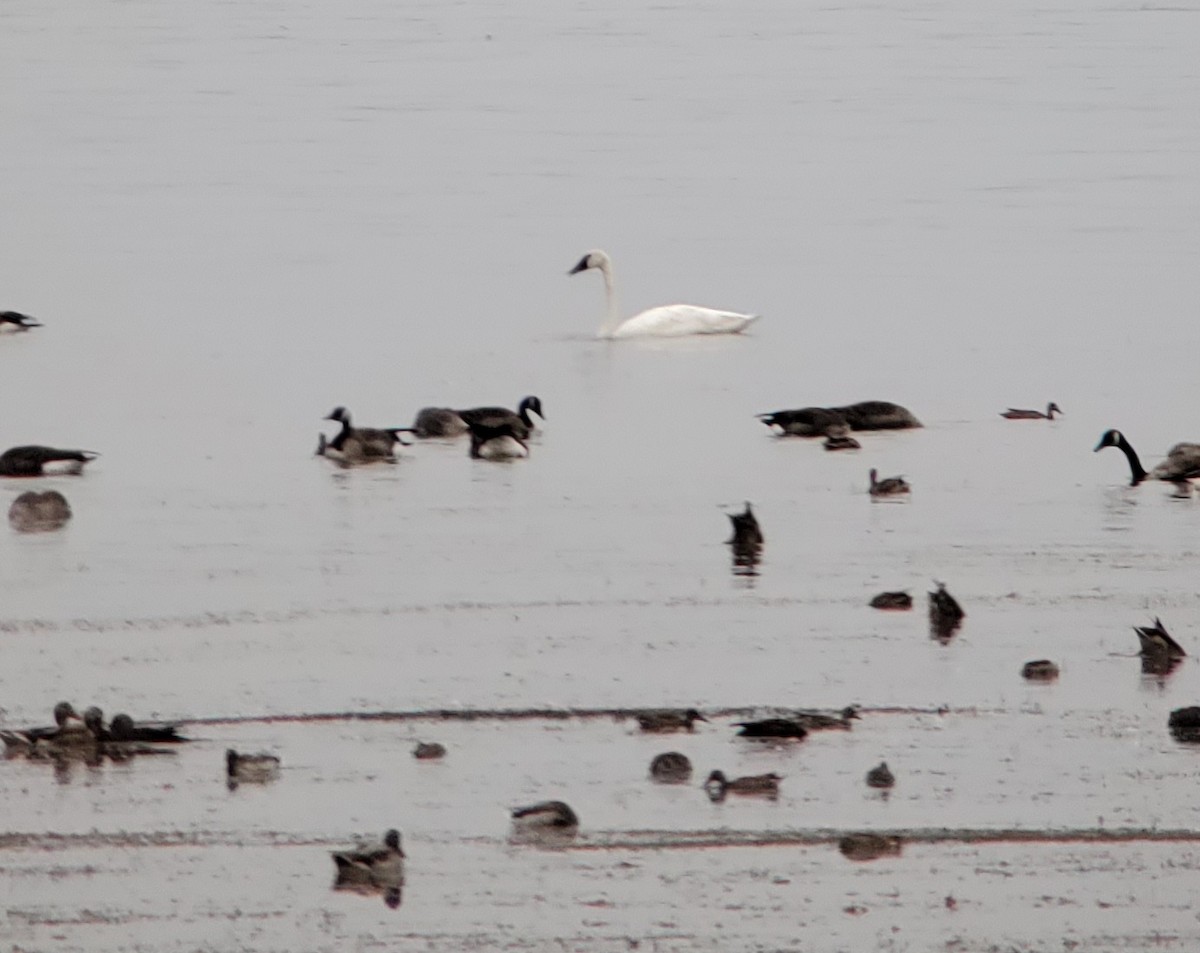 Trumpeter Swan - ML265660051