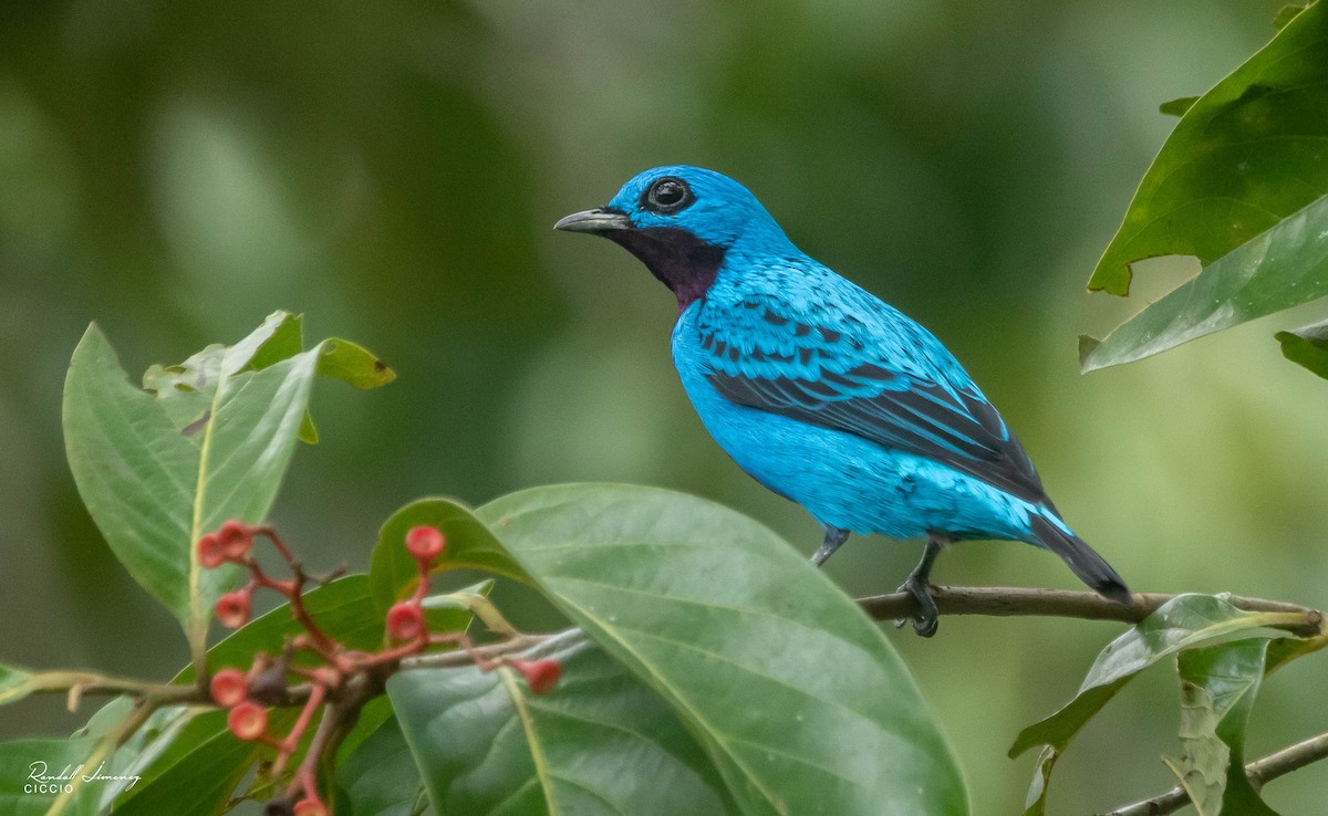 Turquoise Cotinga - Randall Jimenez