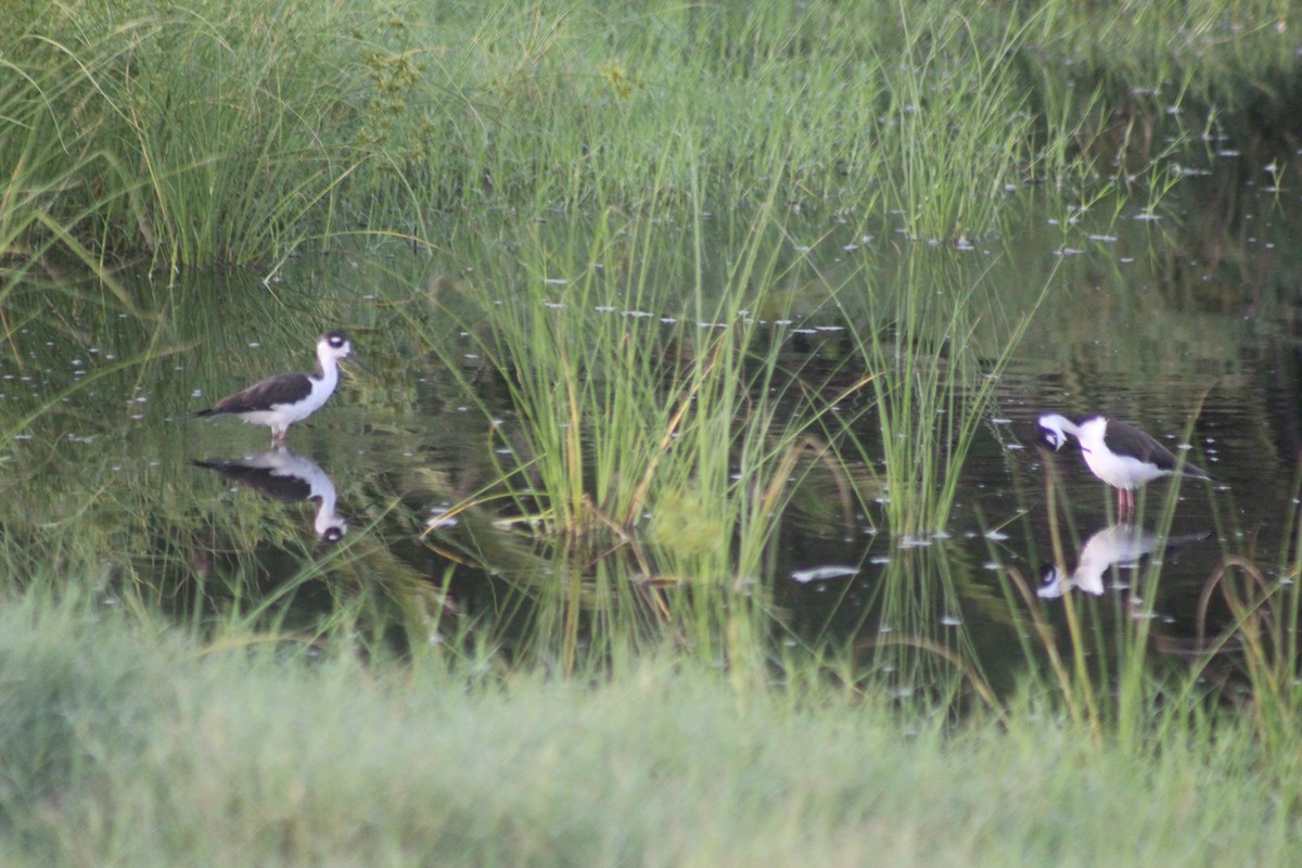 Black-necked Stilt - ML265661121