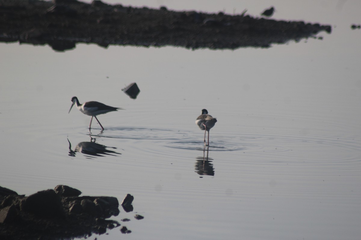 Black-necked Stilt - ML265661581