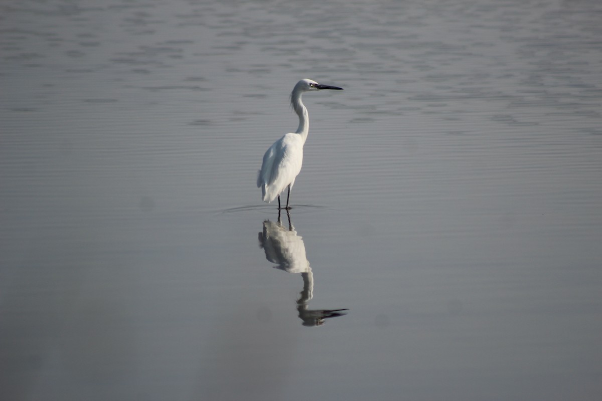 Reddish Egret - ML265661981