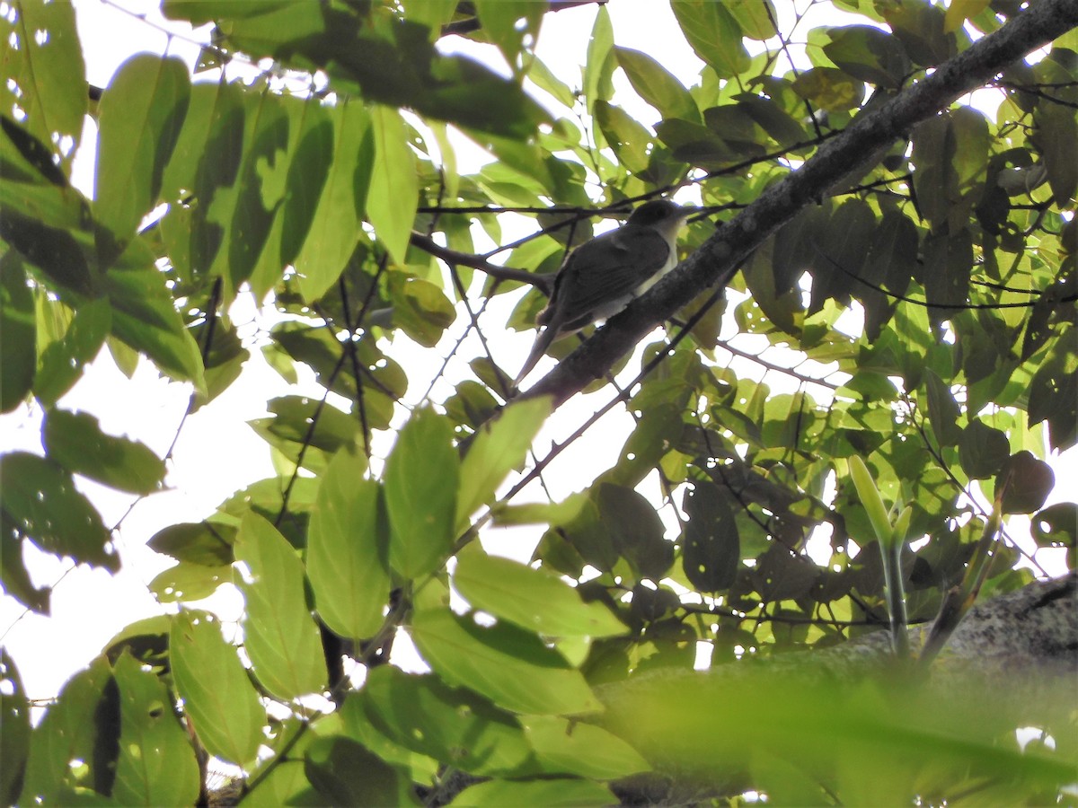 Black-billed Cuckoo - ML265663671