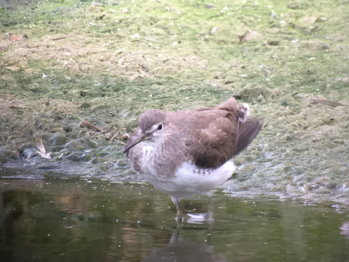 Green Sandpiper - ML265664441