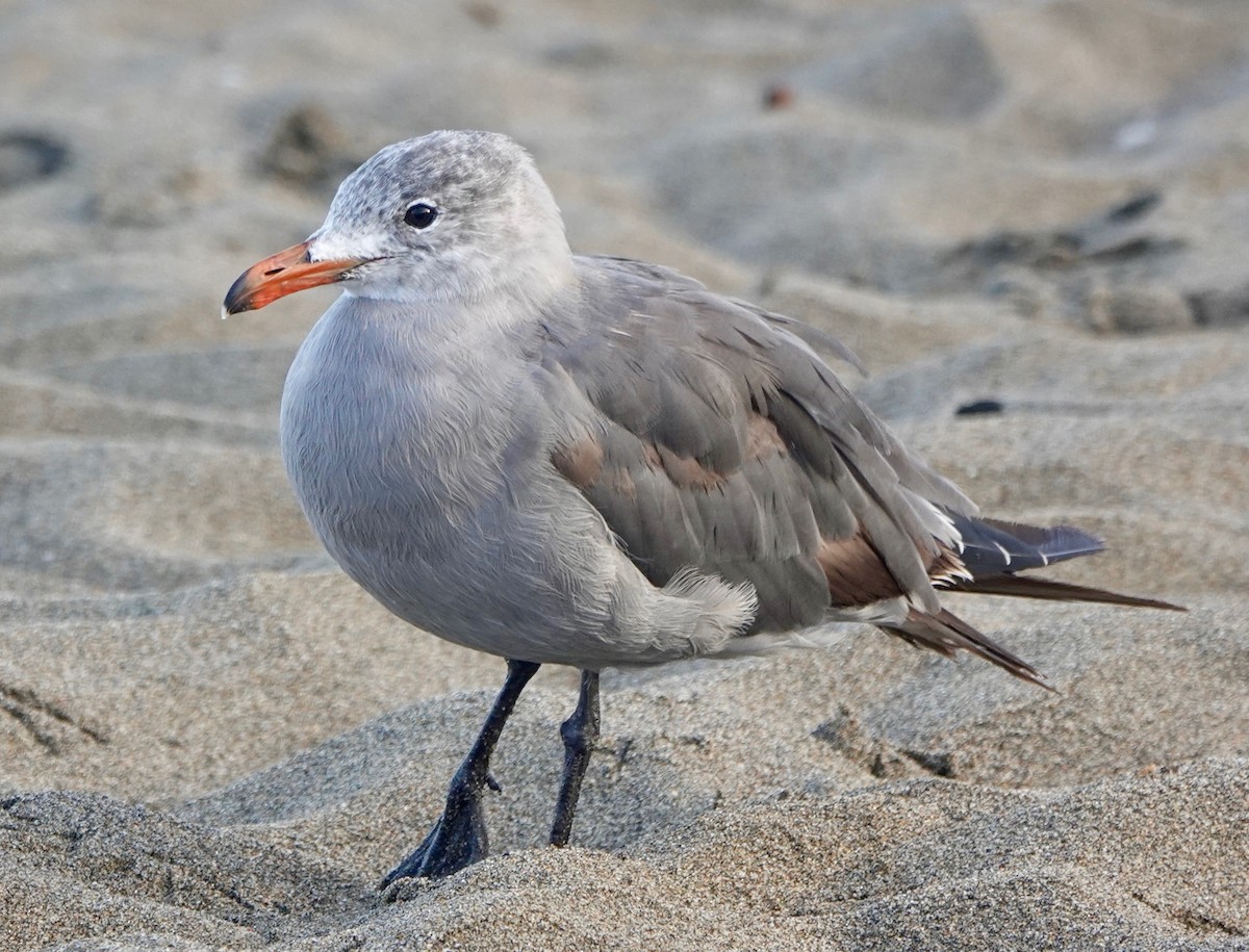 Heermann's Gull - ML265665401