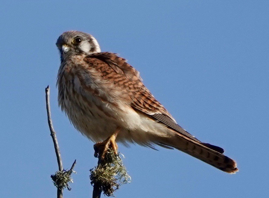 American Kestrel - ML265665531