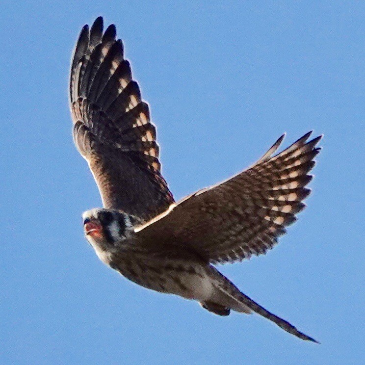 American Kestrel - ML265665541