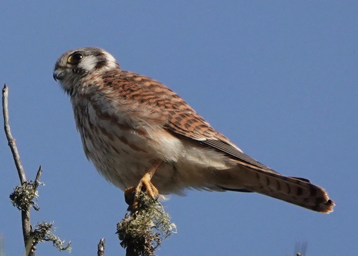 American Kestrel - ML265665551