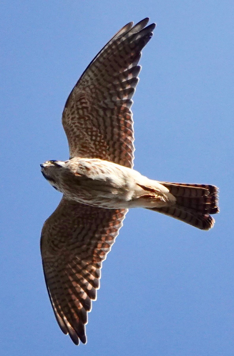 American Kestrel - ML265665561