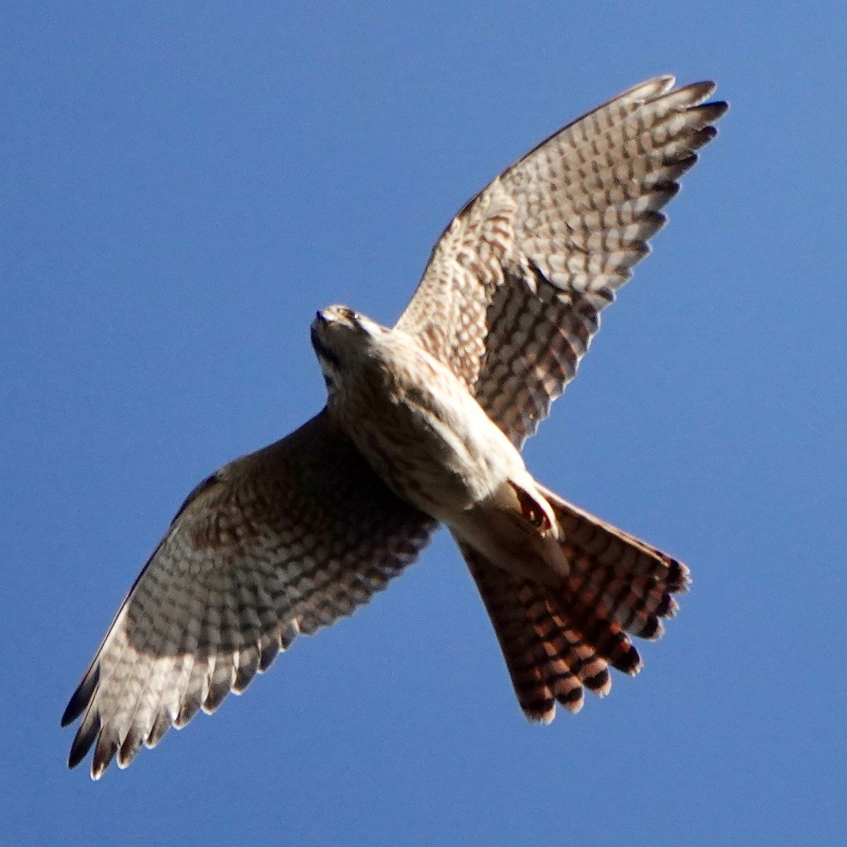 American Kestrel - John Murnane