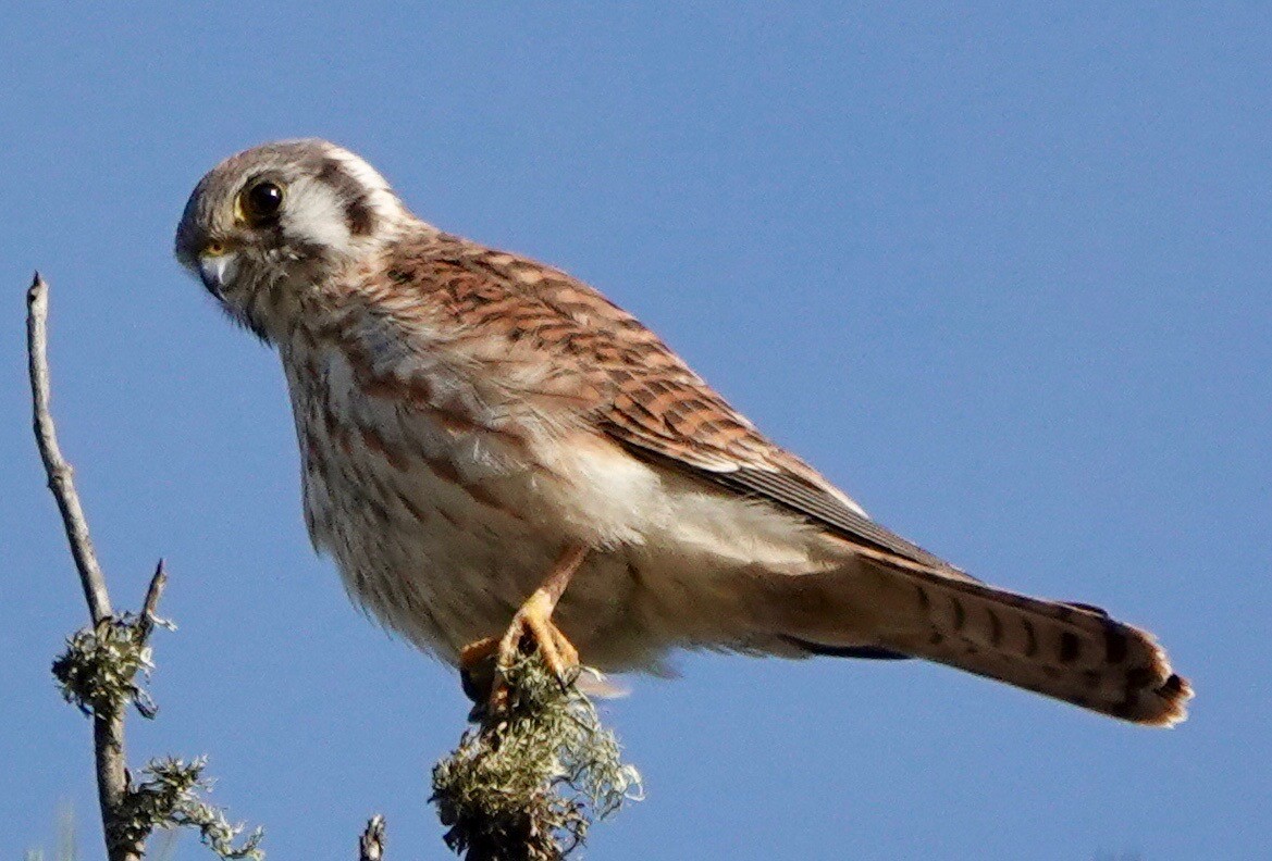 American Kestrel - ML265665581