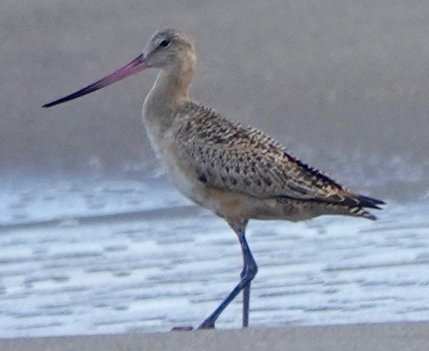 Marbled Godwit - ML265665681