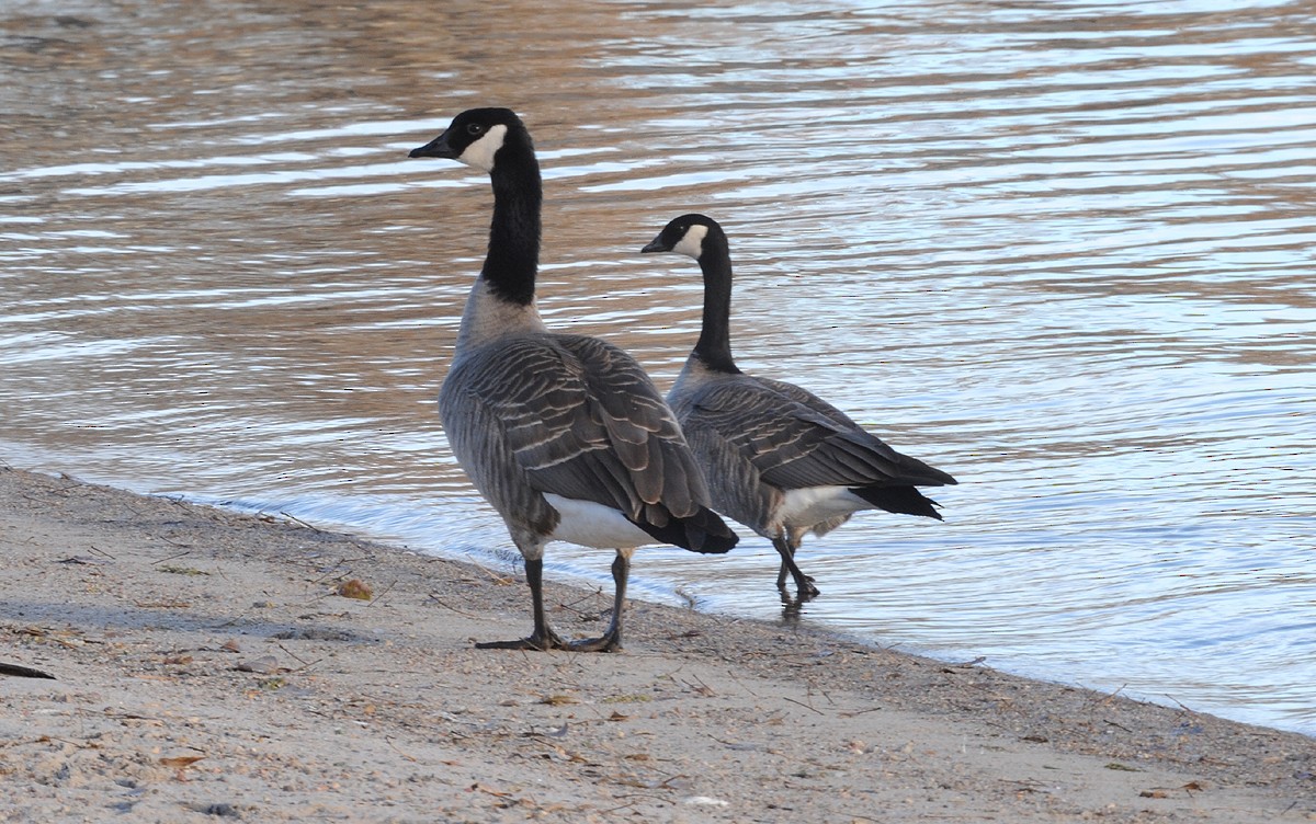 Cackling Goose - ML265668141