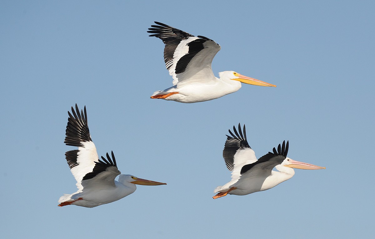 American White Pelican - ML265669001