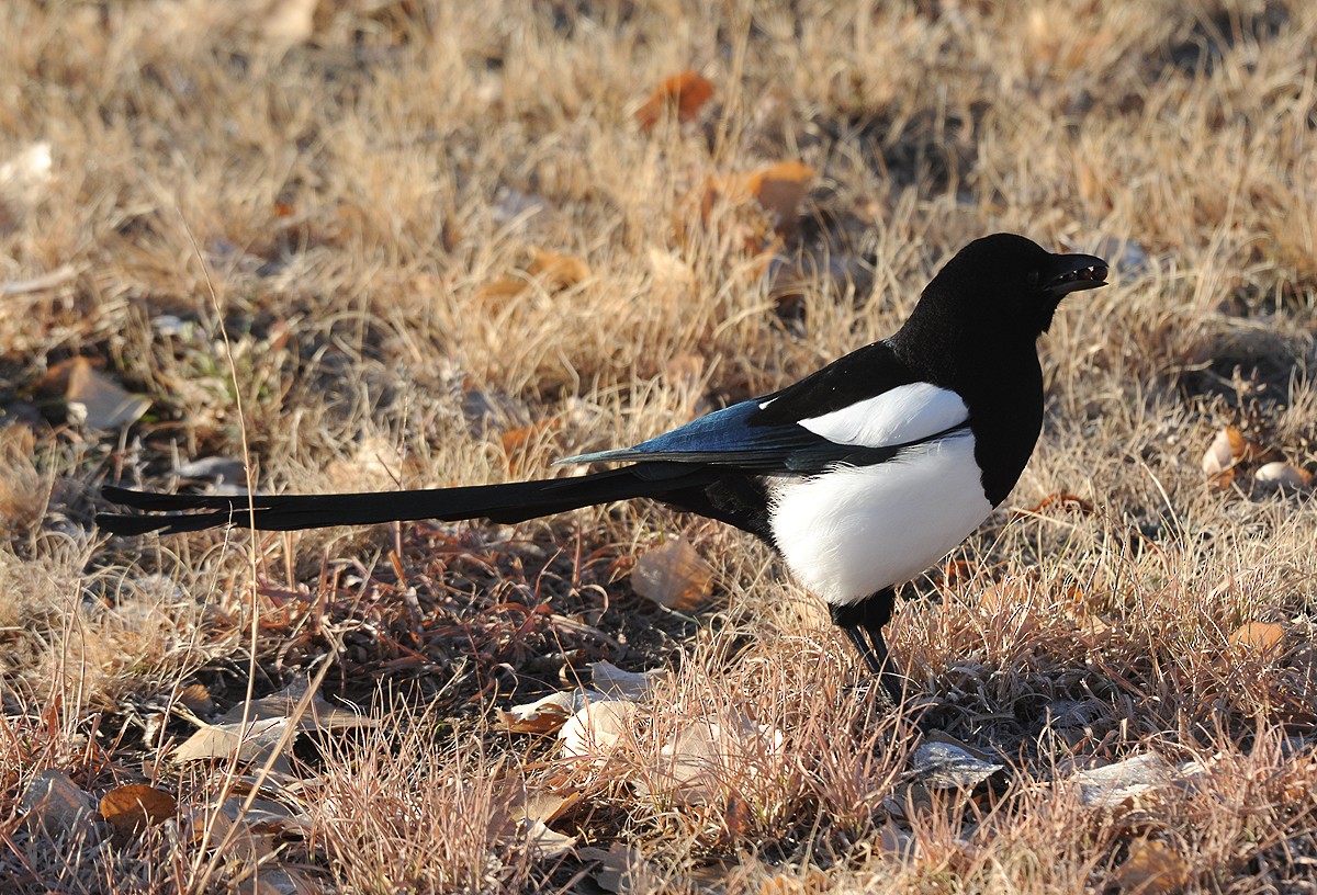 Black-billed Magpie - ML265669031