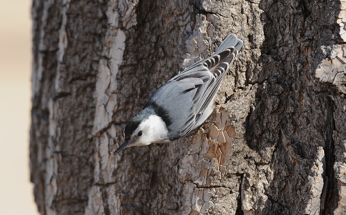 White-breasted Nuthatch - ML265669071