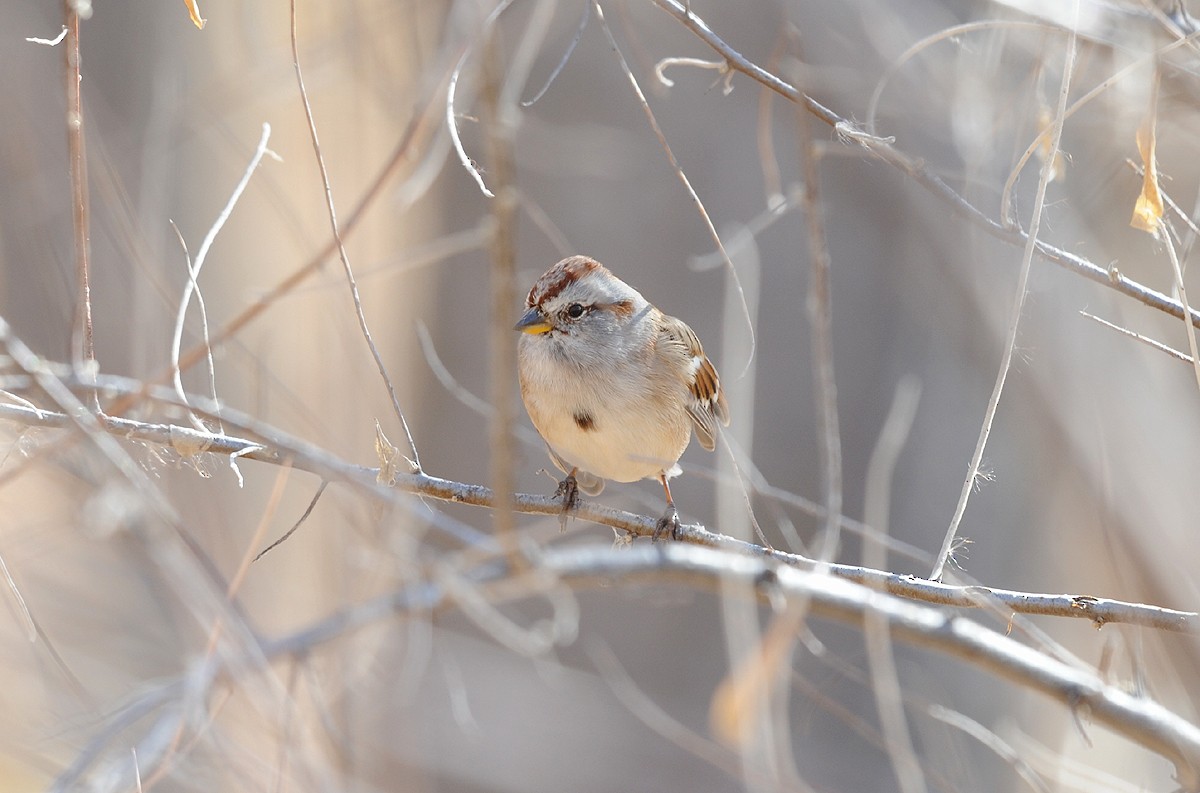 American Tree Sparrow - ML265669121