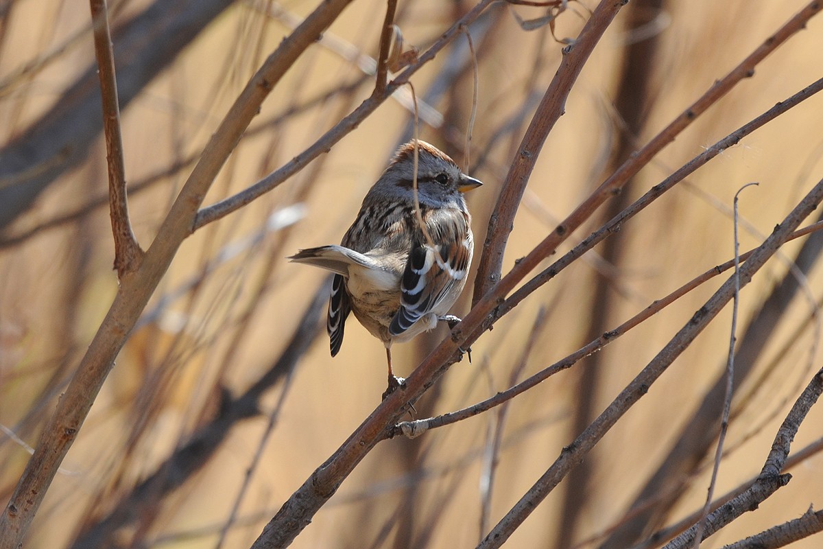 American Tree Sparrow - ML265669141