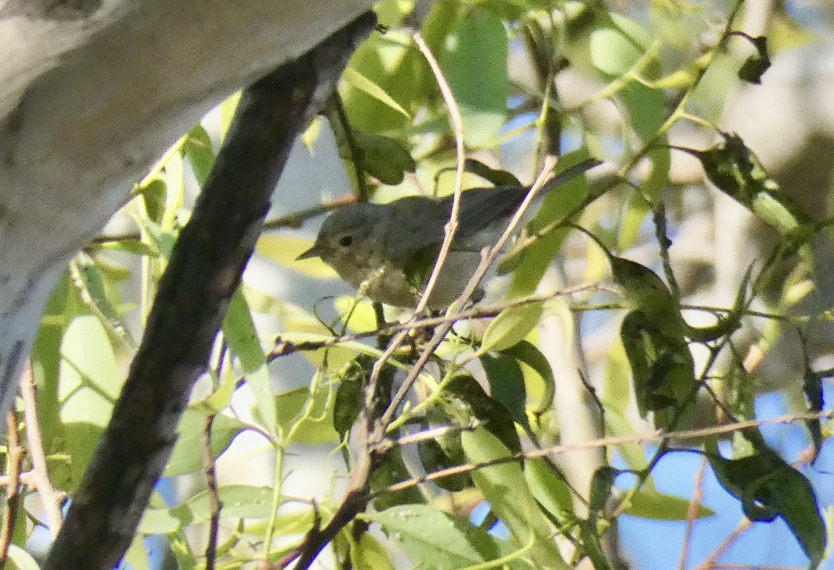 Lucy's Warbler - John Callender