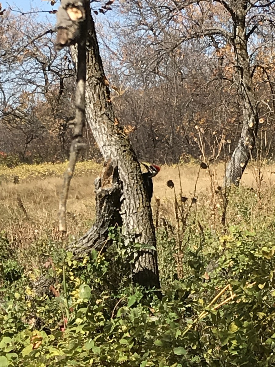 Pileated Woodpecker - ML265671751