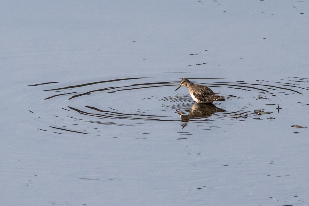 Solitary Sandpiper - ML265672761